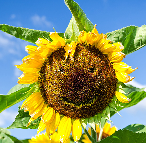 Sonnenblume mit Smiley-Gesicht im Blütenkopf.